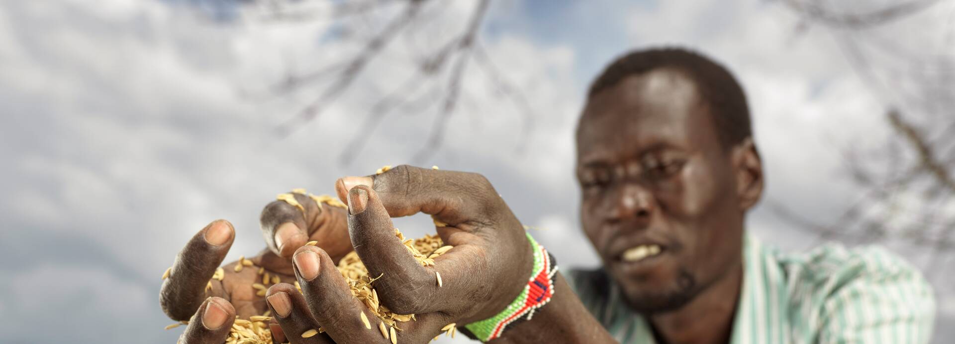 Ein Mann aus dem Südsudan lässt frischen, selbst angebauten Reis durch seine Finger rinnen.